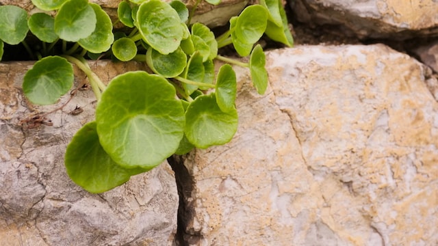 Le désespoir des Médecins résolu par les « Plantes médicinales anti-démangeaison » !