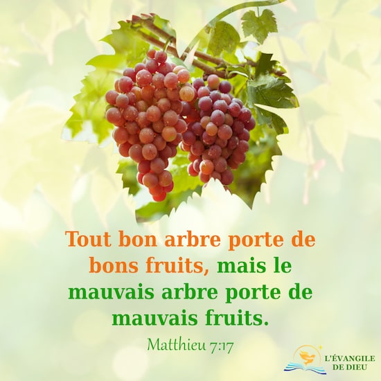 Matthieu 7:17 Tout bon arbre porte de bons fruits, mais le mauvais arbre porte de mauvais fruits. 
