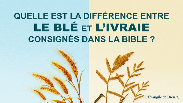 Quelle est la différence entre le blé et l'ivraie consignés dans la Bible